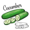 Cucumber vector drawing icon