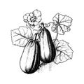 cucumber vector drawing. Isolated hand drawn object, engraved style illustration