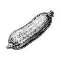 cucumber vector drawing. Isolated hand drawn object, engraved style illustration