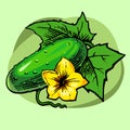 Cucumber. Vector illustration. Cucumber bush with fruit, leaves and a yellow flower. Green pimply vegetable.