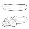 Cucumber Vector Illustration Hand Drawn Vegetable Cartoon Art
