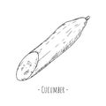 Cucumber. Vector illustration. Isolated object on a white background