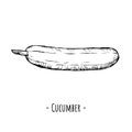 Cucumber. Vector illustration. Isolated object on white.