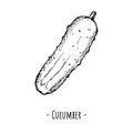 Cucumber. Vector illustration. Isolated object on white.