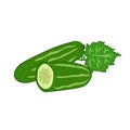 Cucumber vector illustration