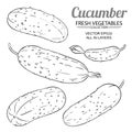 Cucumber vector set