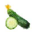 Cucumber vegetable illustration of blots