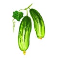 Cucumber vegetable vector illustration hand drawn