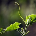 Cucumber vine Royalty Free Stock Photo