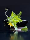 Cucumber vine and infused water Royalty Free Stock Photo