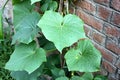 Cucumber vine with leaves, Cucumis sativus Royalty Free Stock Photo