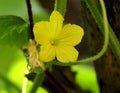 Cucumber vine with leaves and flowers, Cucumis sativus
