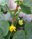 Cucumber vine, tiny begins to grow cucumbers, cucumber plant during flowering