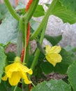 Cucumber vine, tiny begins to grow cucumbers, cucumber plant during flowering