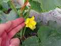 Cucumber vine, tiny begins to grow cucumbers, cucumber plant during flowering