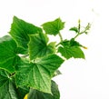 Cucumber vine, young plant grows and develops Royalty Free Stock Photo