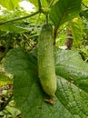 Cucumber vines are beginning to form in the field