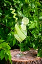 Cucumber Water or Lemonade in Glass with Lime on Wooden Stump in Forest. Refreshing Summer Drink Concept