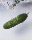 Cucumber in water on a white background Royalty Free Stock Photo