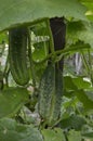 Cucumber whip with cucumbers hanging on it.