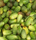 The cucumber is a widely-cultivated creeping vine plant in the family,
