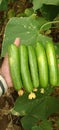 The cucumber is a widely-cultivated creeping vine plant in the family Cucurbitaceae that bears cylindrical to spherical fruits.Â 