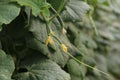 Growing cucumber in greenhouse farm