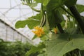 Growing cucumber in greenhouse farm