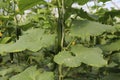 Growing cucumber in greenhouse farm