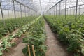 Growing cucumber in greenhouse farm