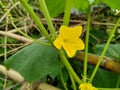 Cucumber yellow flower and green leaves Royalty Free Stock Photo