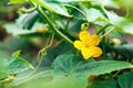 Cucumber with yellow flower and leaves in the garden. Close-up macro bokeh Royalty Free Stock Photo