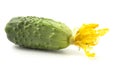 Cucumber with yellow flower on a white background Royalty Free Stock Photo
