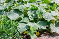 Cucumbers in the backyard garden Royalty Free Stock Photo