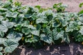 Cucumbers in the backyard garden Royalty Free Stock Photo