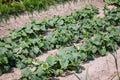 Cucumbers in the backyard garden Royalty Free Stock Photo