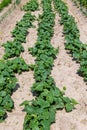 Cucumbers in the backyard garden Royalty Free Stock Photo