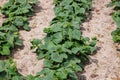 Cucumbers in the backyard garden Royalty Free Stock Photo