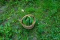 Cucumbers in basket on green grass background. Summer harvest closeup concept image. Organic diet food