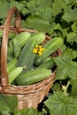 Cucumbers