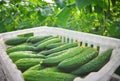 Cucumbers in a box Royalty Free Stock Photo