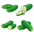 Cucumbers in cartoon style set. Whole cucumbers, half with slices and cucumbers group. Fresh farm vegetables collection. Vector il Royalty Free Stock Photo