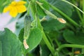 Cucumbers closeup in the garden Royalty Free Stock Photo