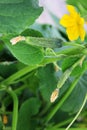 Cucumbers closeup in the garden Royalty Free Stock Photo