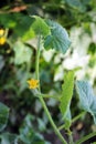 Cucumbers closeup in the garden Royalty Free Stock Photo