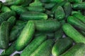 Cucumbers closeup image. Pile of green vegetables perspective view. Summer harvest or organic diet food