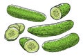 Cucumbers. Fresh vegetables, food vector illustration