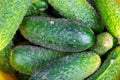 Cucumbers. Freshly picked cucumber fruits close-up. Cucumber background Royalty Free Stock Photo