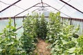 Cucumbers in the garden. Cucumbers in the greenhouse Royalty Free Stock Photo