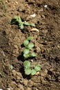 cucumbers in the garden. germinated cucumber seeds in the ground. young sprouts of cucumbers.